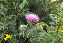 В Рязанском округе у собственника изъяли заброшенный участок