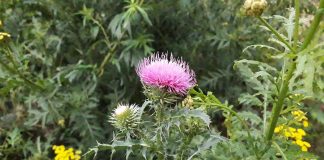 В Рязанском округе у собственника изъяли заброшенный участок