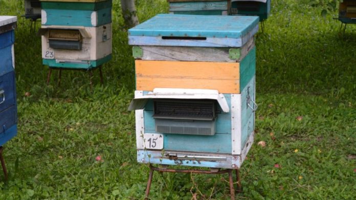 Пчелы улей. Старожилово. 21.04.25