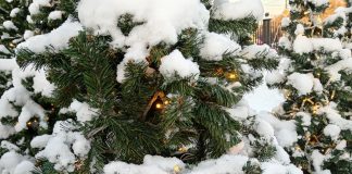 Мокрый снег и до 2°С обещают синоптики рязанцам 8 января