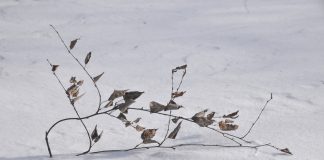 24 февраля в Рязанской области пройдет небольшой снег