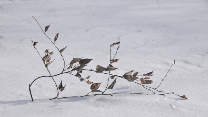 Зима_погода_23.02.26