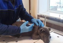 В Рязанском округе началась вакцинация животных от бешенства