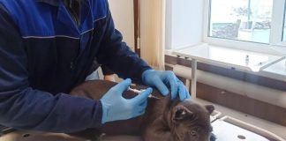 В Рязанском округе началась вакцинация животных от бешенства