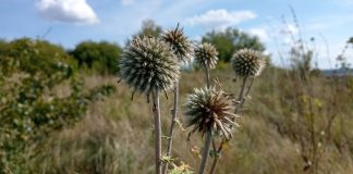 В Рязанском округе у владельца изъяли неиспользуемый участок