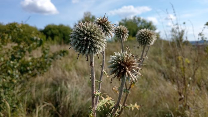 zabroshennyj-uchastok.-pressa.16.08.25_2