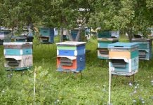 Вниманию пчеловодов села Тюшево